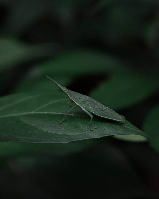 A close-up photograph of a green insect resembling a leaf-like katydid, perched on the edge of a large, dark green leaf with visible veins and a slightly textured surface. The insect’s elongated body, wings, and legs are all green, blending with the leaf, and it has long antennae extending forward. The background is blurred with dark green foliage, creating a natural environment setting. The image emphasizes the camouflage of the insect within its leafy surroundings, which can be relevant to the context of waste or rubbish management that involves natural or eco-friendly disposal methods, as seen in the professional waste clearance services provided by Rubbish Clearance Harringay.